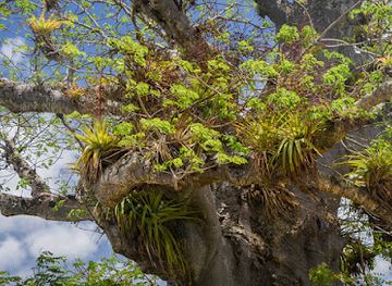 antigua-and-barbuda/indian-town-point/attraction/blackman-s-baobab-tree