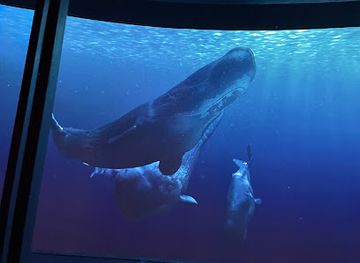 tennessee/dollywood/attraction/xperia-smoky-mountains