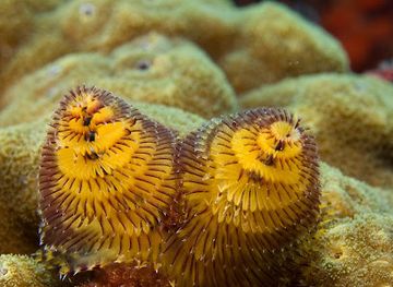 haiti/bassin-bleu/attraction/isla-amiga-reef