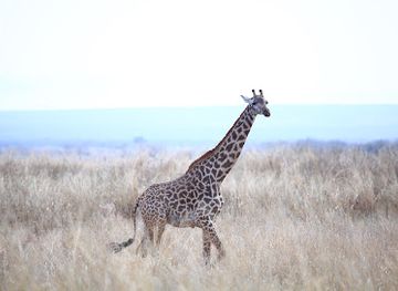 tanzania/ngorongoro-conservation-area/attraction/ngorongoro-crater-day-trip
