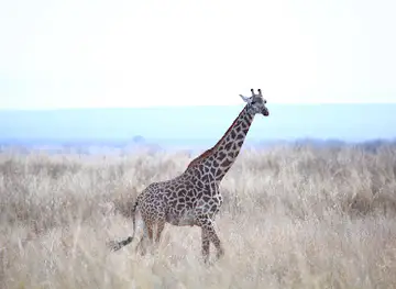 Ngorongoro Crater Day Trip