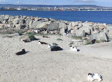 bulgaria/varna/asparuhovo/attraction/cat-tree