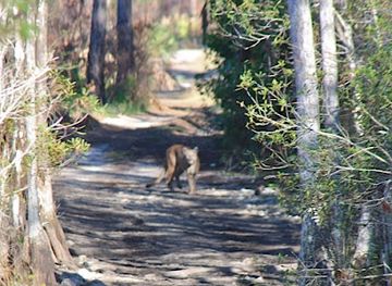 florida/fakahatchee-strand-preserve-state-park/attraction/captain-steve-s-swamp-buggy-adventures
