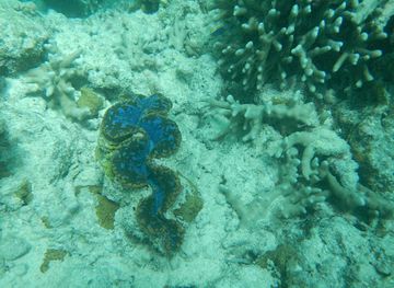 maldives/kaafu-atoll/attraction/gagarin-reef