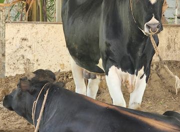 united-arab-emirates/fujairah/attraction/the-farm