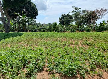 uganda/masaka/attraction/queen-of-coffee-africa-ecotoruism-centre