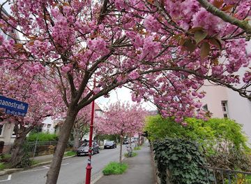 germany/hesse/attraction/pink-street-marburg