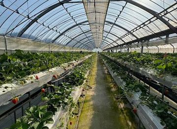 japan/fukuoka/attraction/strawberry-fields-chikushino-strawberry-farm