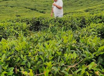 nepal/mechi-zone/attraction/kanyam-nepal