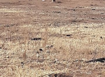 arizona/coronado-national-forest/attraction/mud-springs-prairie-dog-town