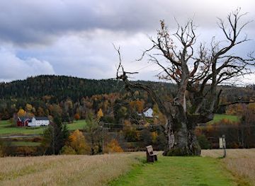 norway/agder/attraction/mollestadtree