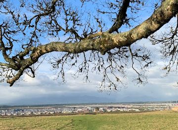 chile/puerto-varas/attraction/arbol-gigante