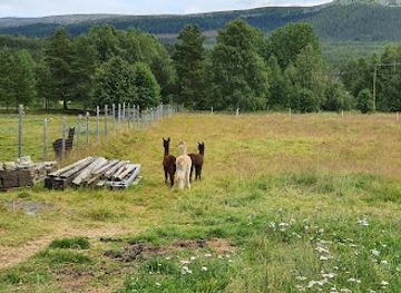 sweden/vemdalen/attraction/alpacka-vemdalsfjall
