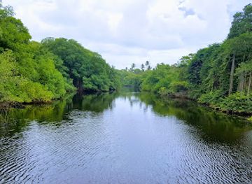 trinidad-and-tobago/aripo-caves/attraction/nariva-swamp