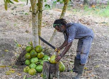 jamaica/savanna-la-mar/attraction/advenique-ltd-tours-airport-shuttle-travel-vacation-jamaica