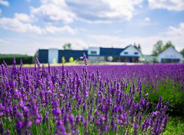 canada/eastern-townships/attraction/bleu-lavande-blue-lavender