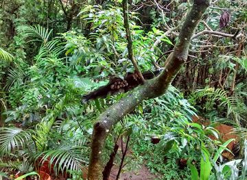 costa-rica/monteverde-cloud-forest/attraction/the-bat-jungle
