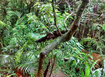 The Bat Jungle