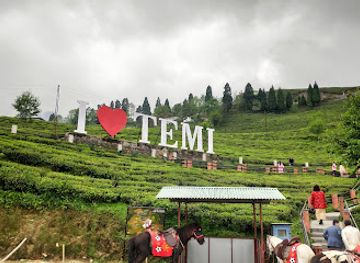 india/sikkim/attraction/temi-tea-garden-south-sikkim