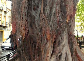 spain/seville/attraction/cristo-de-burgos