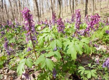 ukraine/cherkasy/attraction/kanev-nature-reserve