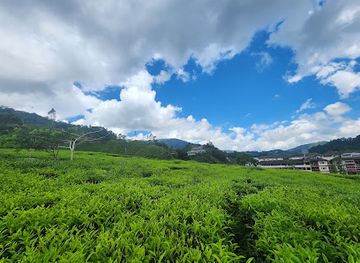 malaysia/pahang/attraction/cameron-valley-tea-house-3