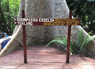malaysia/taman-negara-national-park/attraction/koompassia-excelsa-tualang-tree-tahan-crocker-pahang