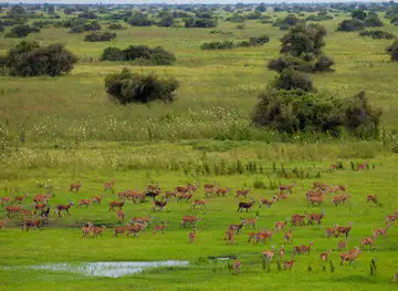 Gambella National Park