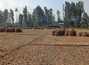 india/kashmir-valley/attraction/chinar-tree-kaisermullah