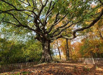 netherlands/north-brabant/attraction/de-heksenboom