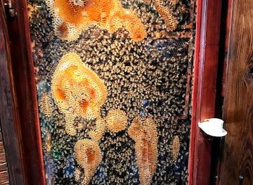 croatia/hvar/attraction/tvrdic-honey