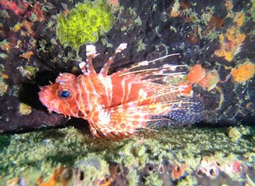 sri-lanka/trincomalee/attraction/weeraya-jagatha-gun-boat-wrecks-dive-site