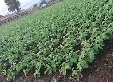 tanzania/mbeya/attraction/mashamba-ya-must