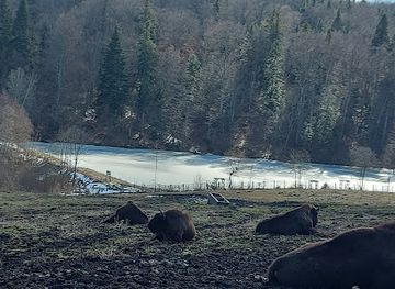 romania/neamt/attraction/dragos-voda-bisons-and-carpathian-fauna-reserve