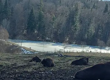 "Dragoș Vodă" Bisons and Carpathian Fauna Reserve