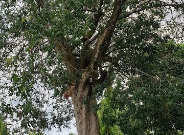 malaysia/negeri-sembilan/attraction/pokok-getah-pertama-negeri-sembilan