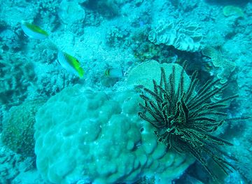 timor-leste/mount-ramelau/attraction/dili-rock-east