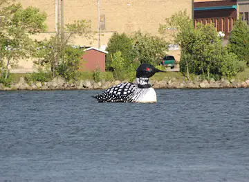 World's Largest Floating Loon