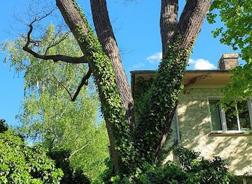 germany/leipzig/plagwitz/attraction/japanischer-schnurbaum