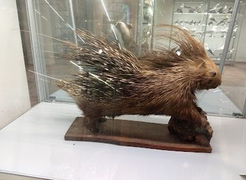 italy/salento/attraction/natural-history-museum-of-salento