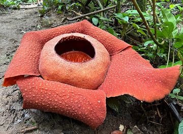 malaysia/kelantan/attraction/rafflesia-kerrii-lojing-highlands