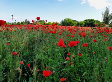 hungary/lake-balaton/attraction/pipacsmezo