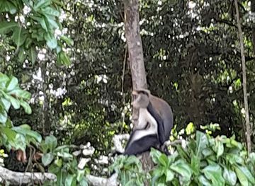 cote-d-ivoire/marahoue-national-park/attraction/gbetitapia