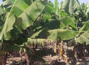 lebanon/tyre/attraction/borj-el-chmali