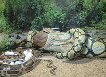 india/chennai/attraction/guindy-national-park