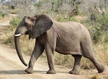 south-africa/elephant-coast/attraction/dinizulu-safaris