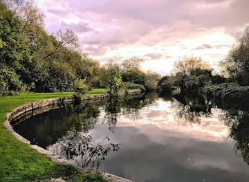 The Kidneys