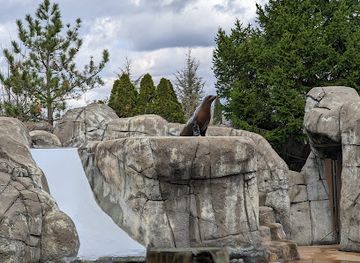 missouri/st-louis/attraction/sea-lion-sound