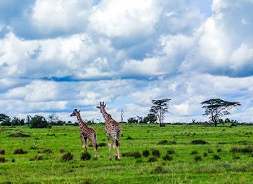 kenya/maasai-mara/attraction/safari-picnic-tree