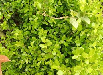 iraq/sulaymaniyah/attraction/shetlge-raybin-u-choman